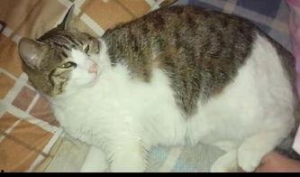 猫咪充当吃瓜群众,猫咪视角下的娱乐圈风云